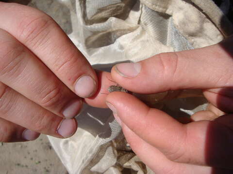 Image of Twelve-spotted Tiger Beetle