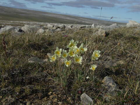 Image of Papaver leucotrichum Tolmatch.