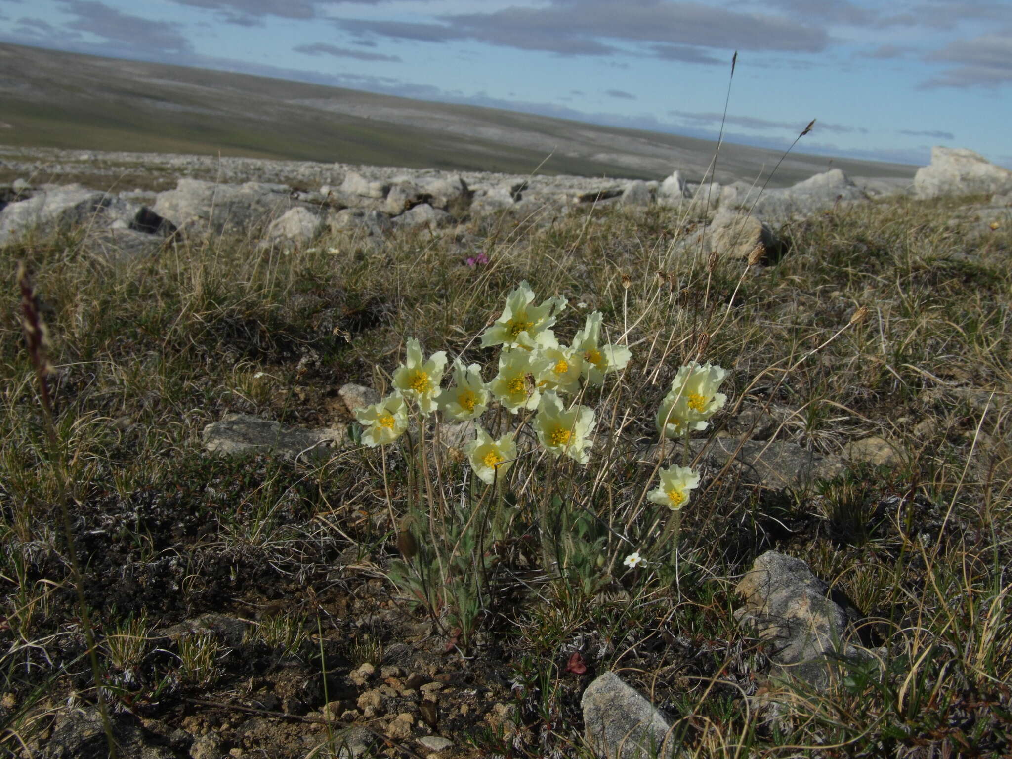 Image of Papaver leucotrichum Tolmatch.