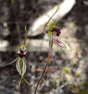 Image of Mallee spider orchid