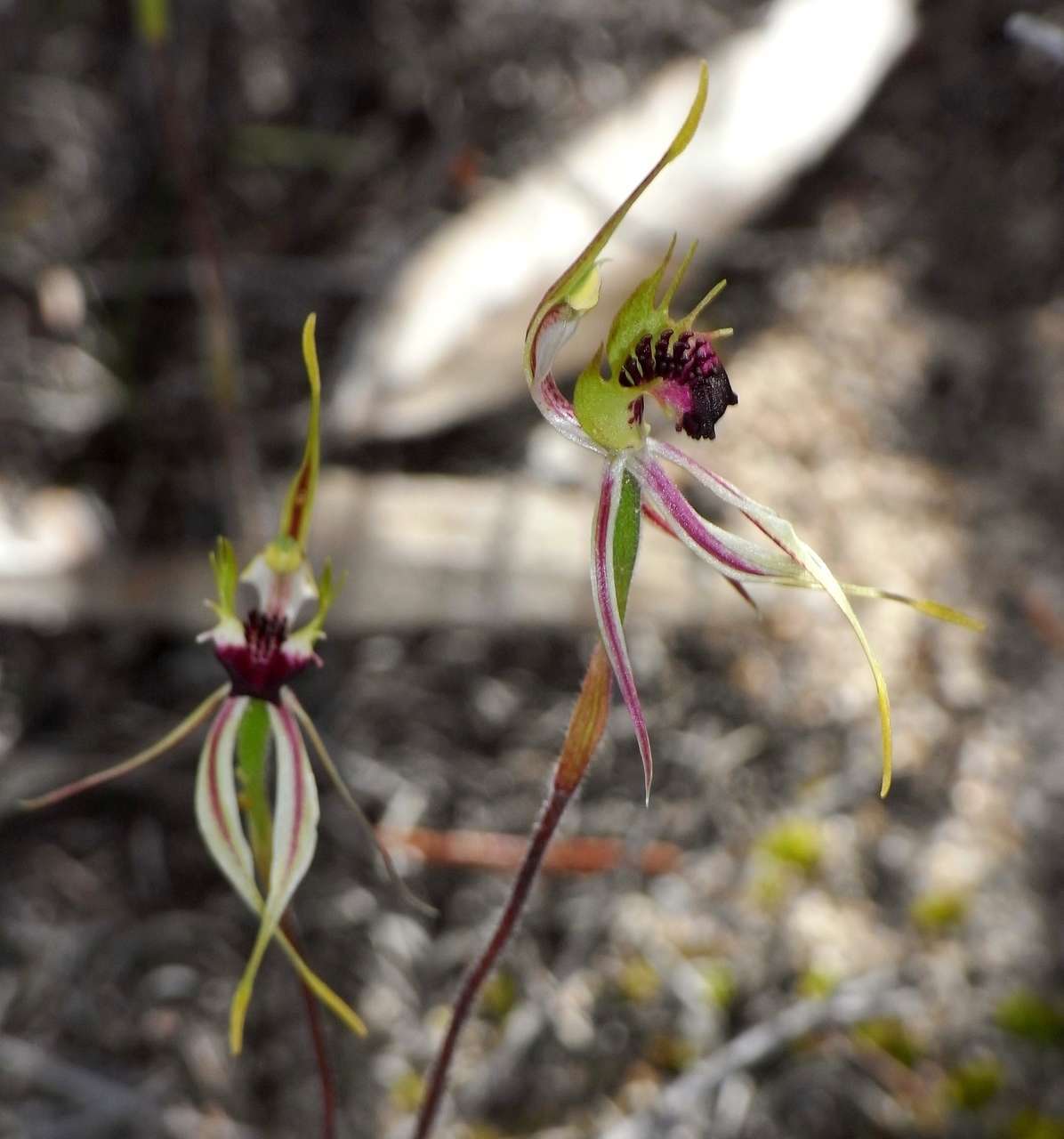 Caladenia verrucosa G. W. Carr resmi