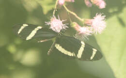 Image of Heliconius pachinus Salvin 1871