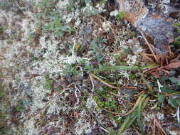 Image of Carex rigidioides (Gorodkov) V. I. Krecz.