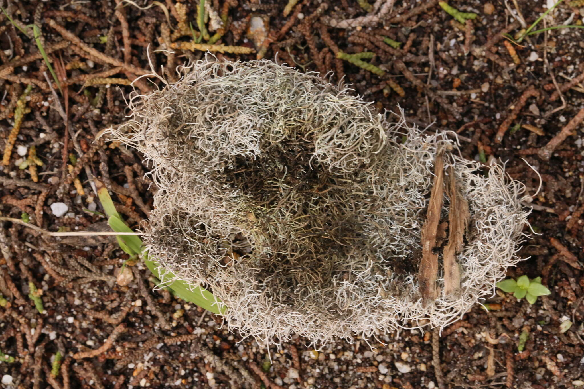 Image of Dendrographa alectoroides Sundin & Tehler