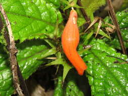 Image of Gesneria acaulis L.