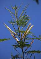 Image of catechu tree