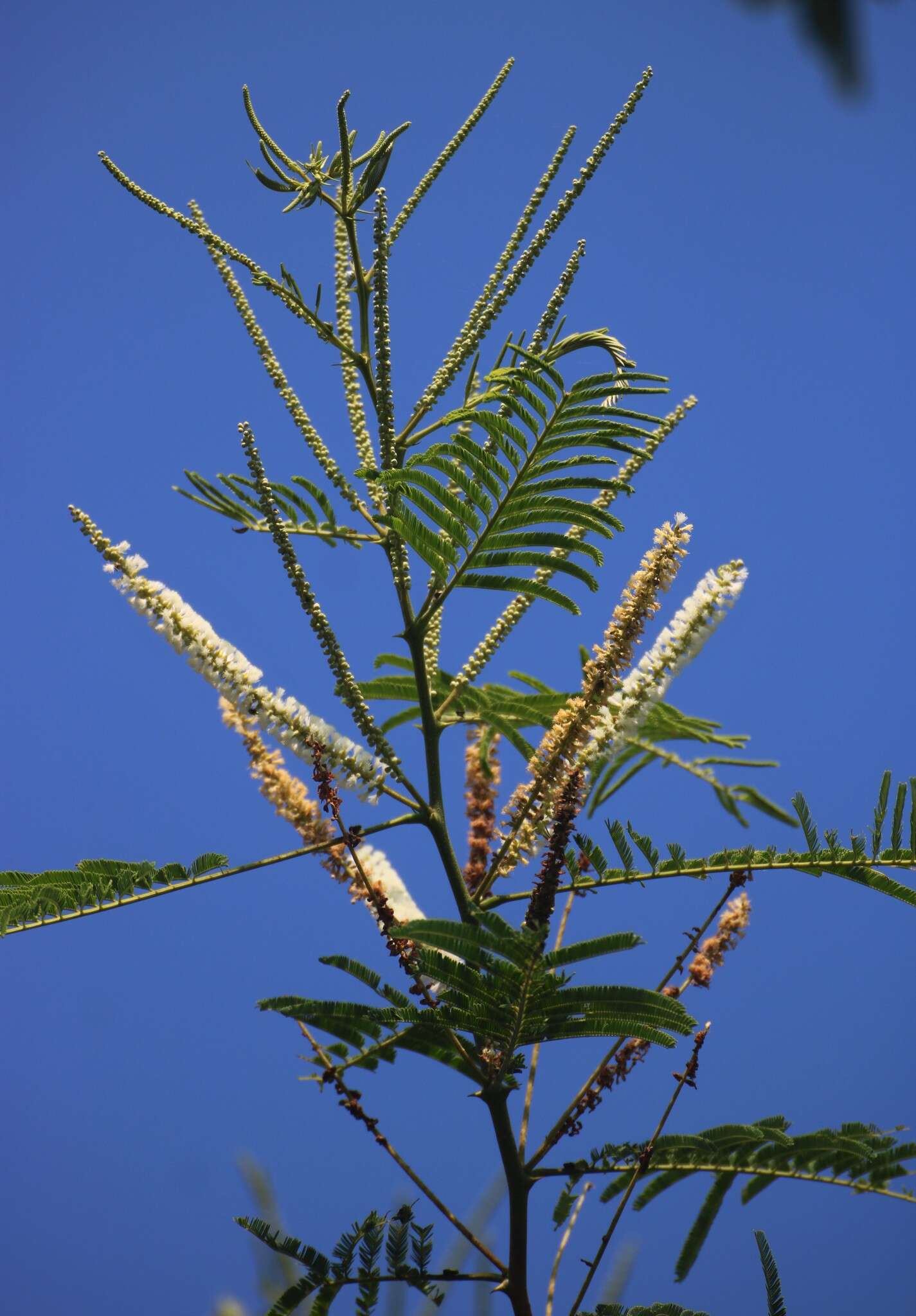 Image of catechu tree