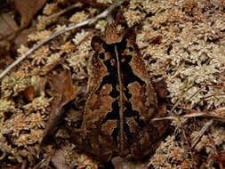 Image of Rhinella sternosignata (Günther 1858)