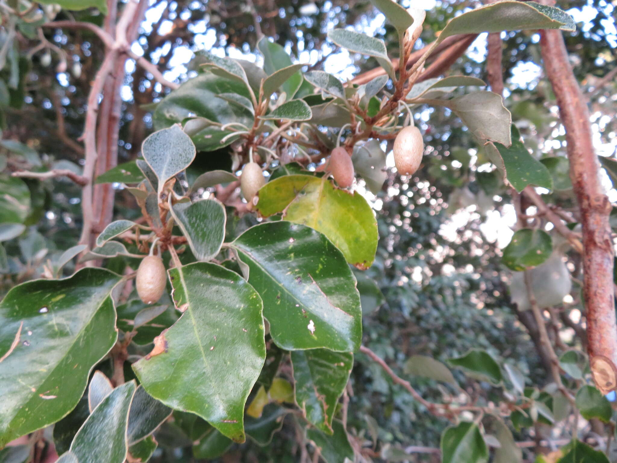 Image of Elaeagnus macrophylla Thunb.