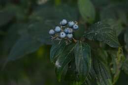 Слика од Cornus excelsa Kunth