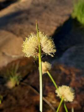 Image of short-hair cottongrass