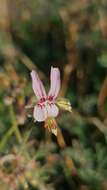 Image of Rock pelargonium