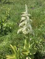 Veratrum insolitum Jeps.的圖片