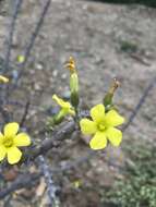 Image of Oxalis virgosa Molina