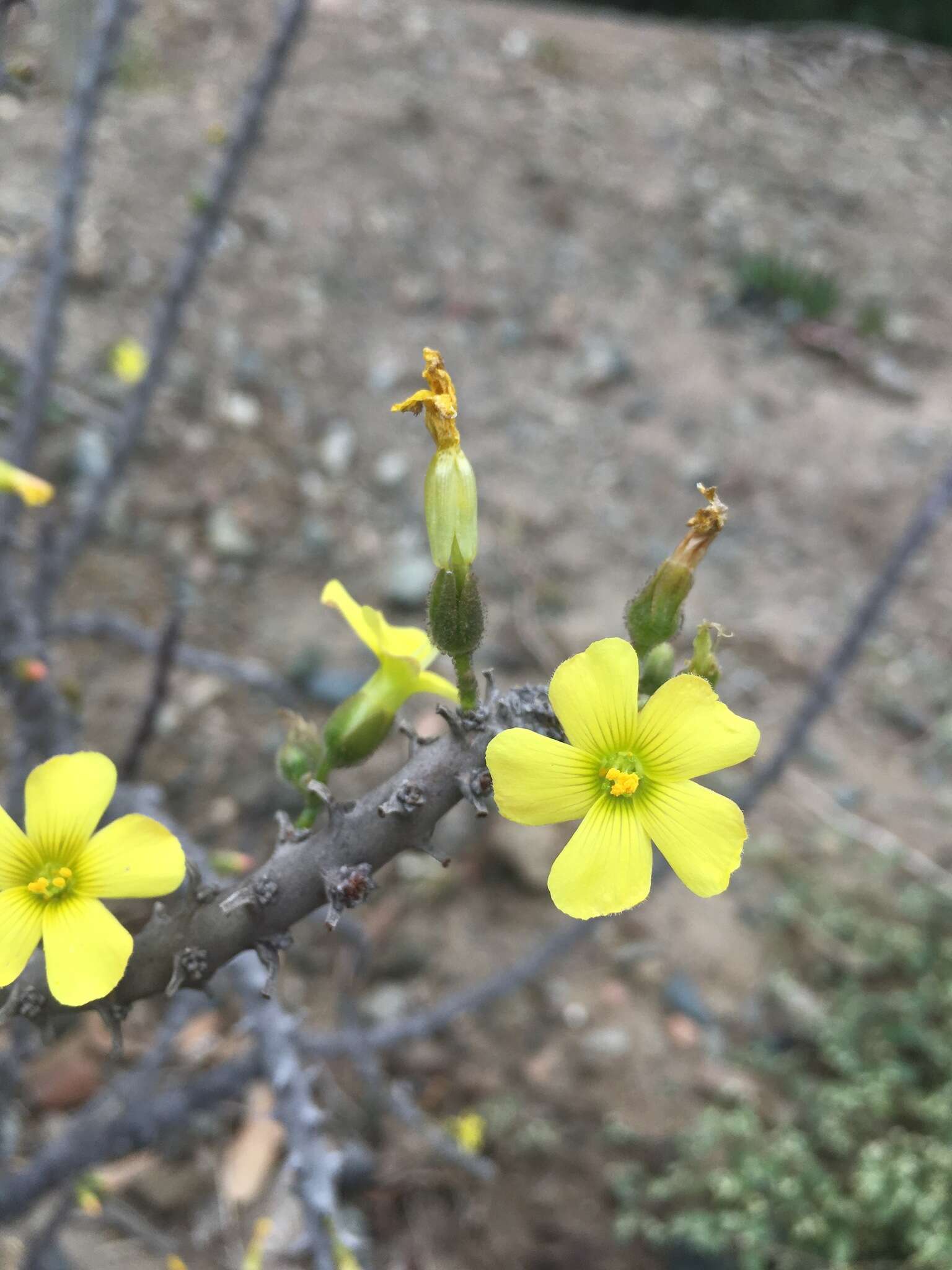 Sivun Oxalis virgosa Molina kuva