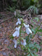 Image of White Lobelia