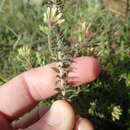 Image of Agathosma glandulosa (Thunb.) Sond.