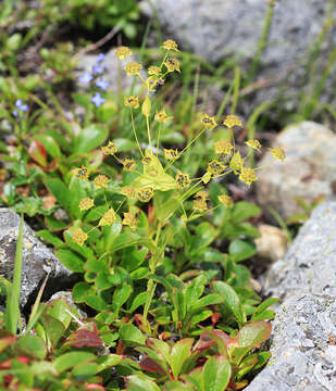 Bupleurum euphorbioides Nakai resmi