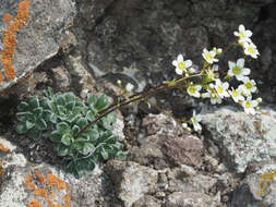 Image of Saxifraga paniculata subsp. cartilaginea (Willd.) D. A. Webb