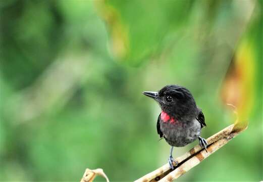 Image of Pink-throated Becard