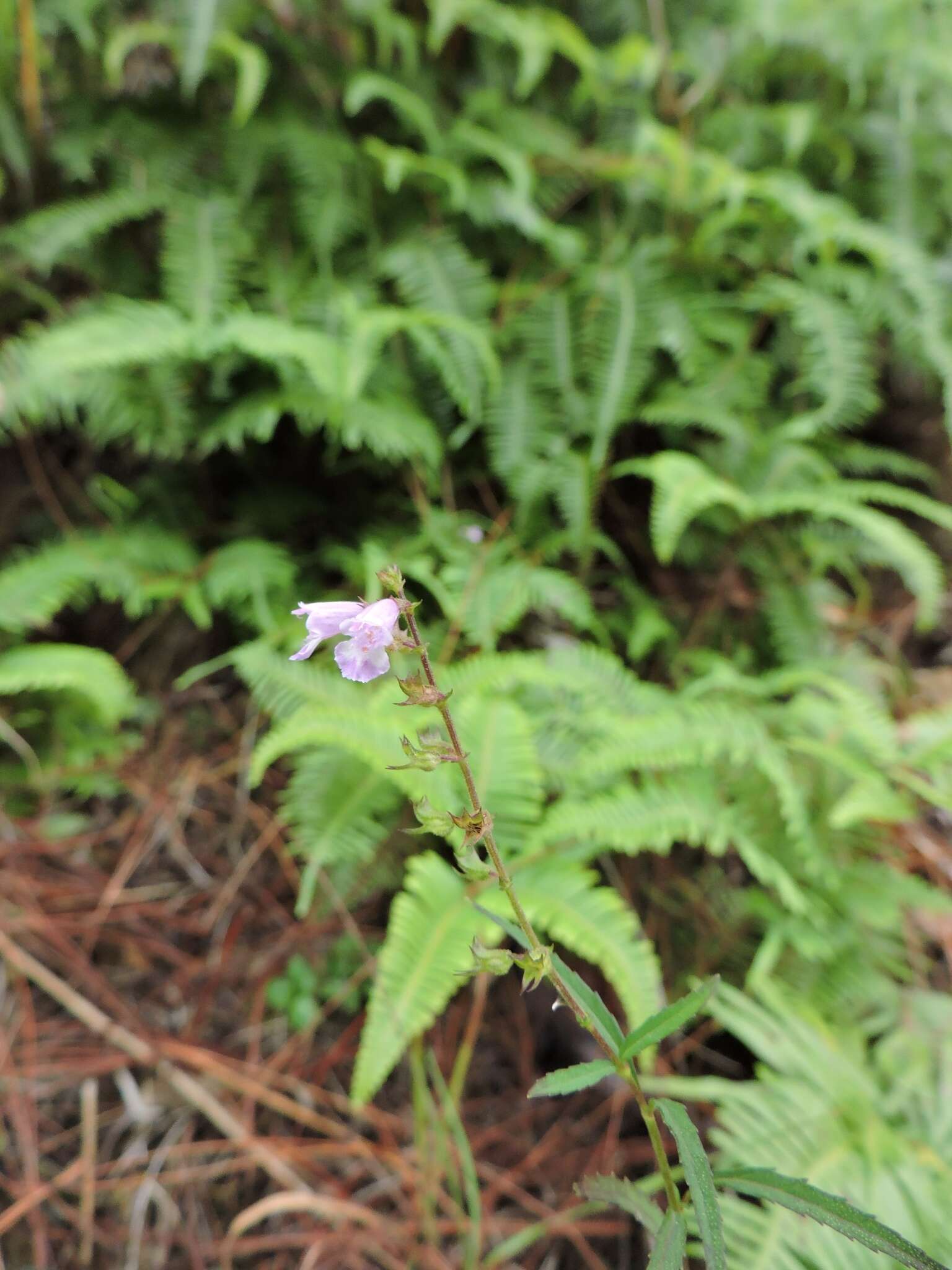 Image of Mosla soochouensis Matsuda