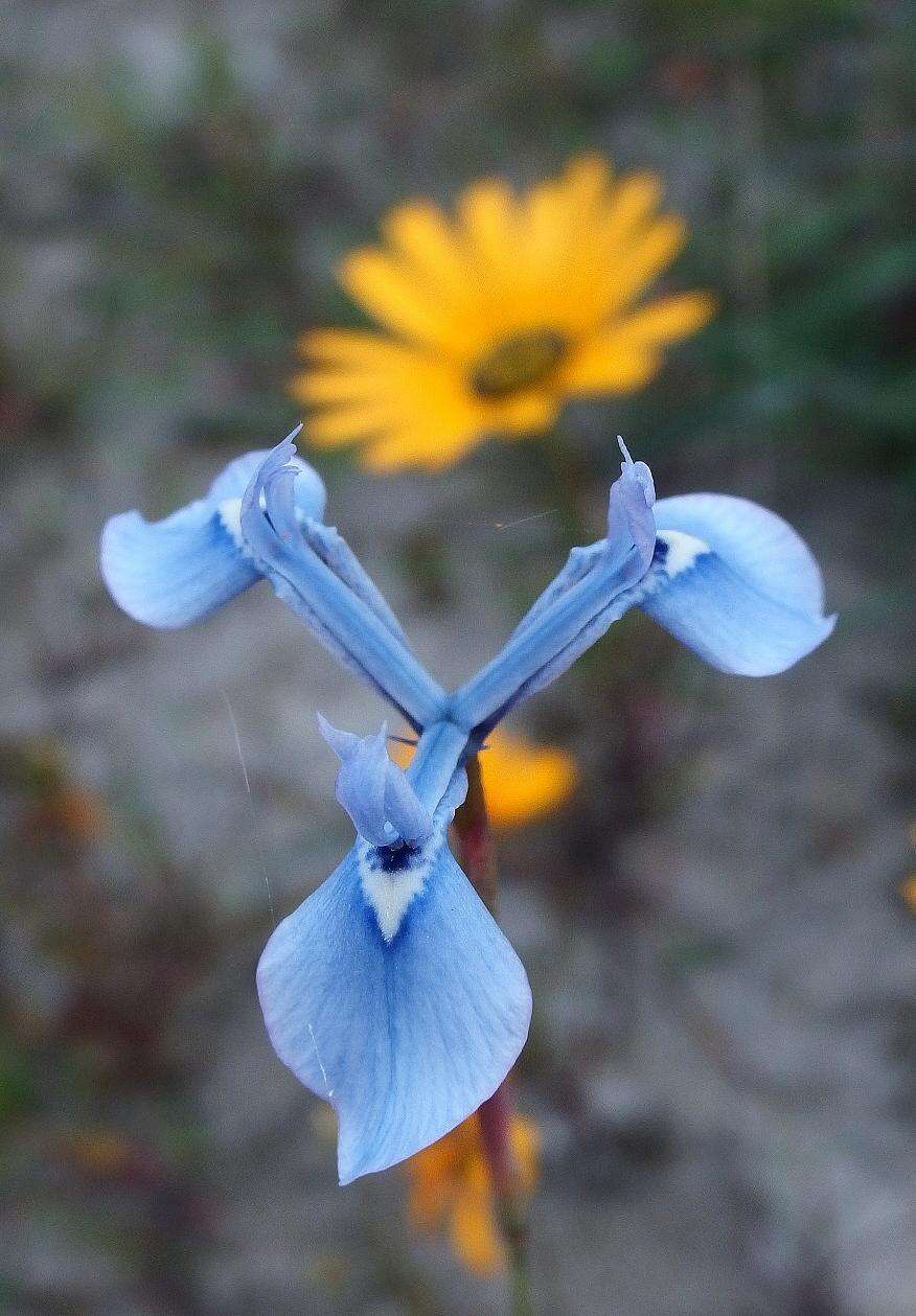 Image of Moraea tripetala subsp. jacquiniana (Schltr. ex G. J. Lewis) Goldblatt & J. C. Manning