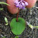 Image of Ledebouria monophylla S. Venter