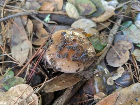 Image of Cortinarius cylindripes Kauffman 1905