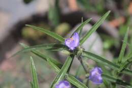 Image de Tradescantia nuevoleonensis Matuda