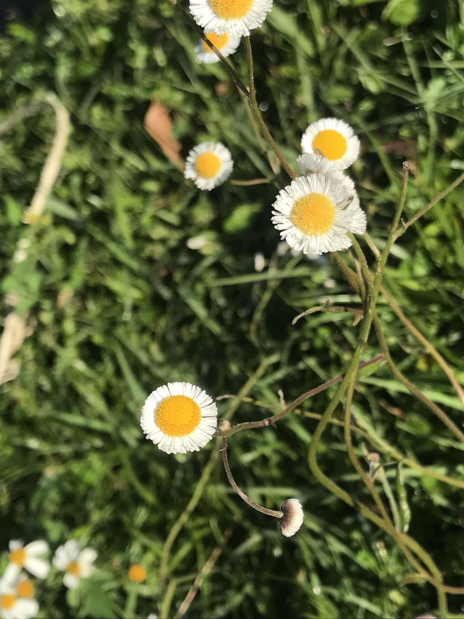 Image of Oak-Leaf Fleabane