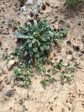 Image of woolly cottonflower