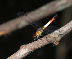 Image of Brachygonia oculata (Brauer 1878)