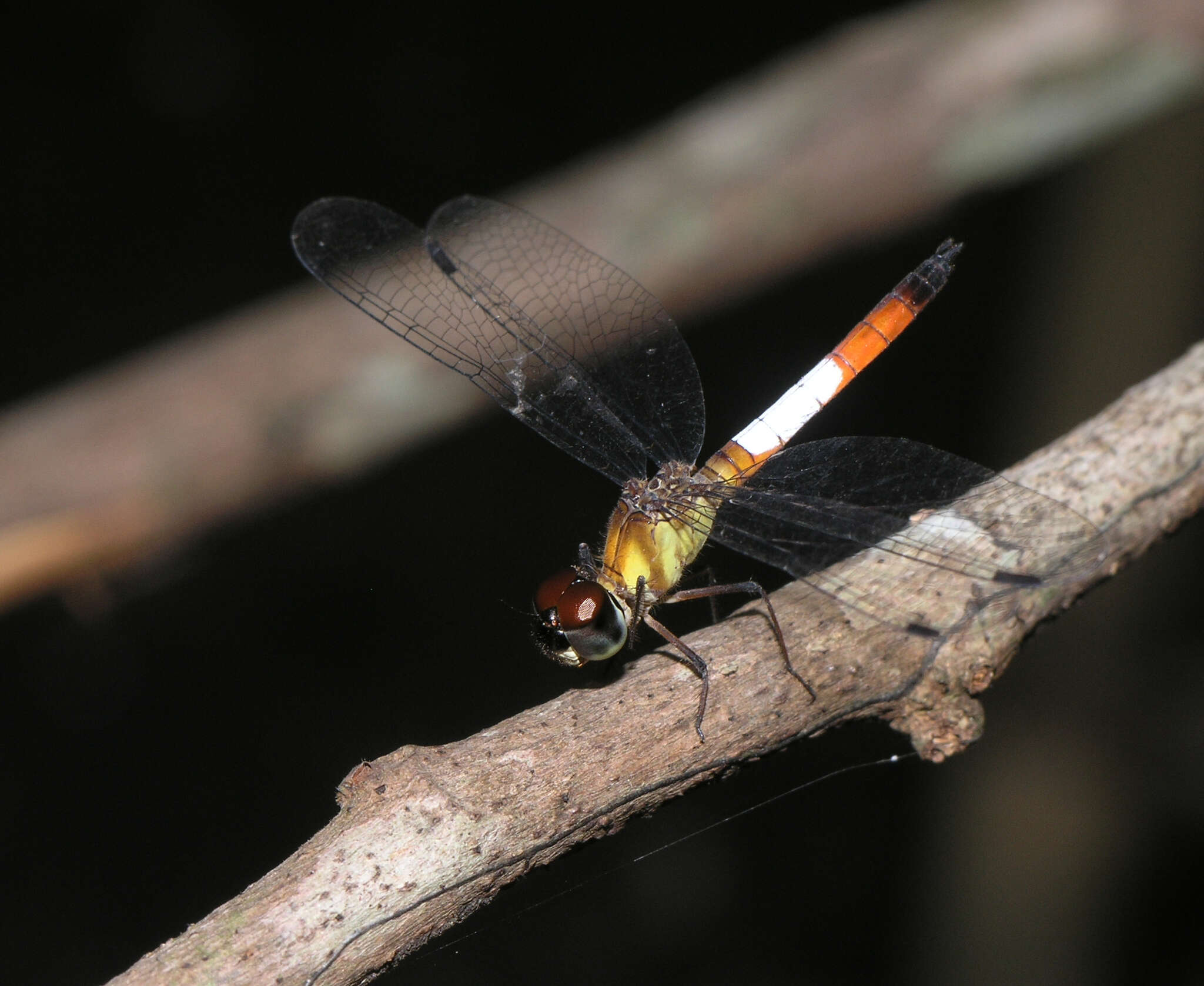 Imagem de Brachygonia oculata (Brauer 1878)