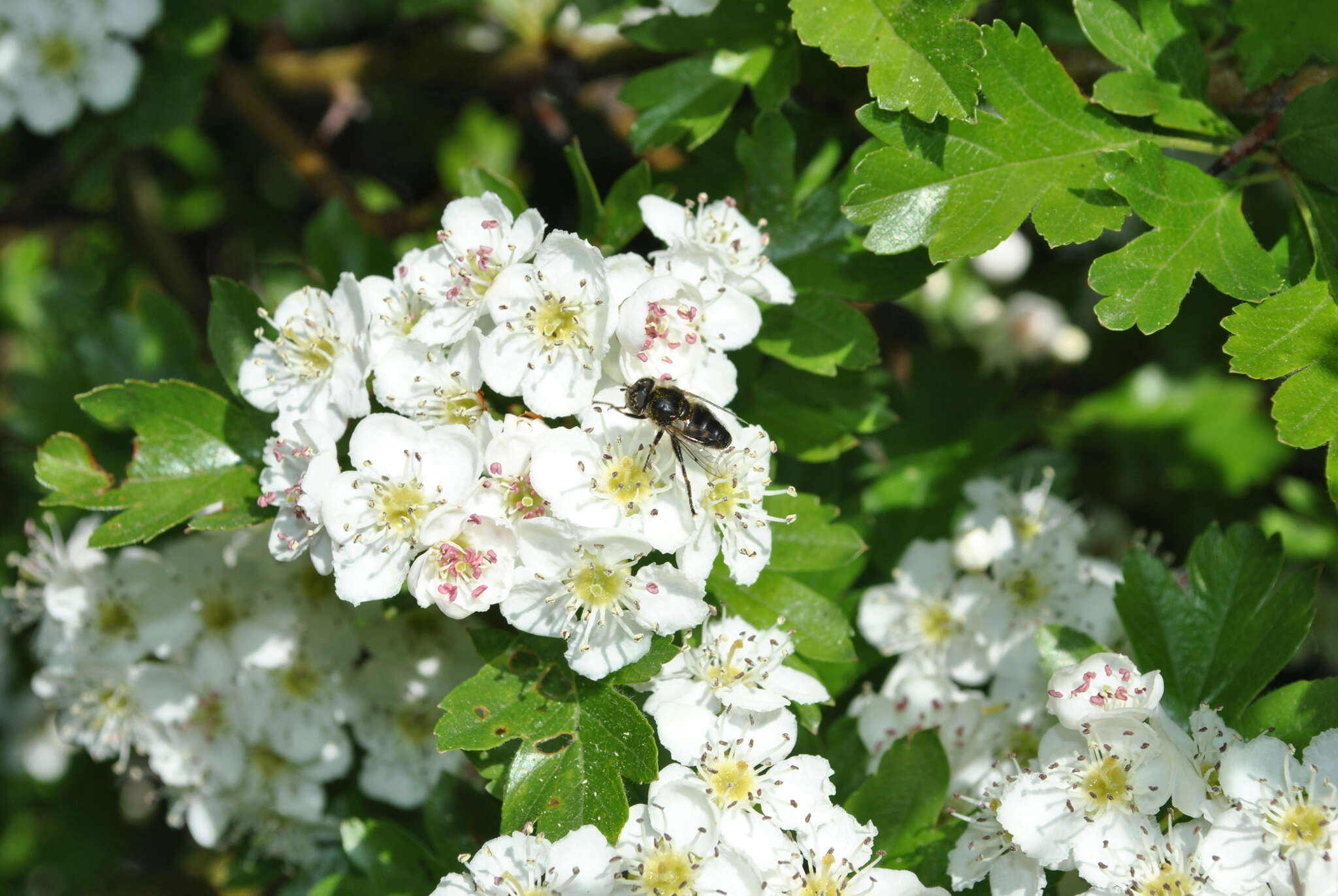 Image of Eristalinus sepulchralis (Linnaeus 1758)