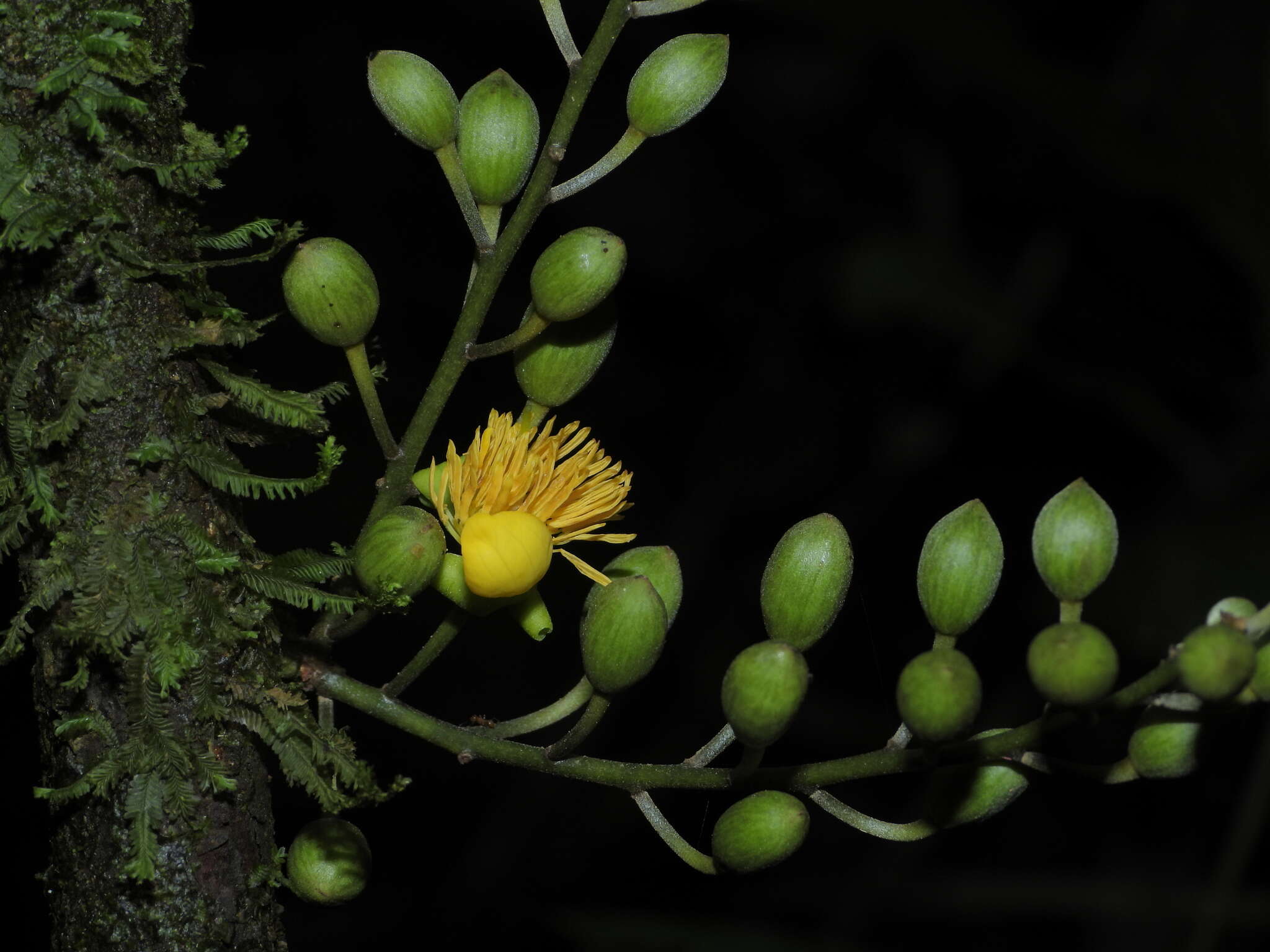 Imagem de Candolleodendron