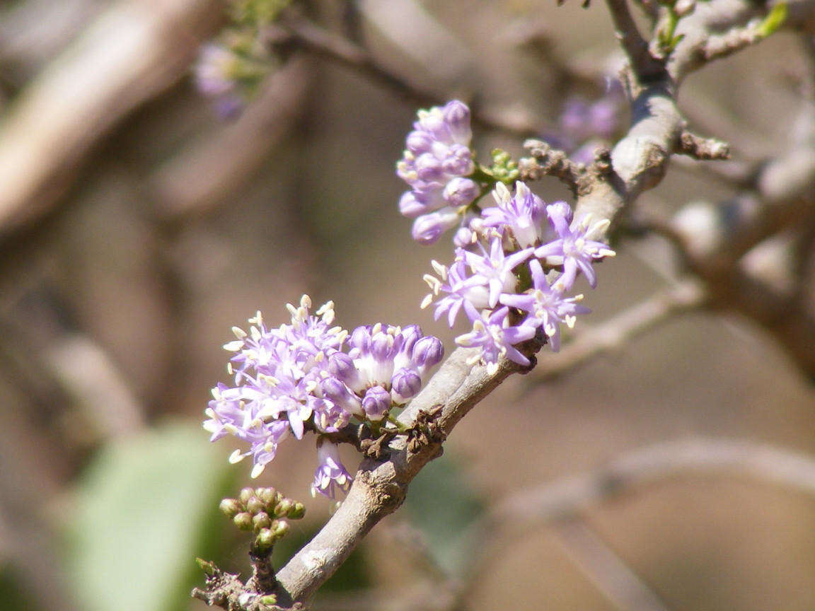 Image of Ehretia rigida subsp. nervifolia Retief & A. E. van Wyk