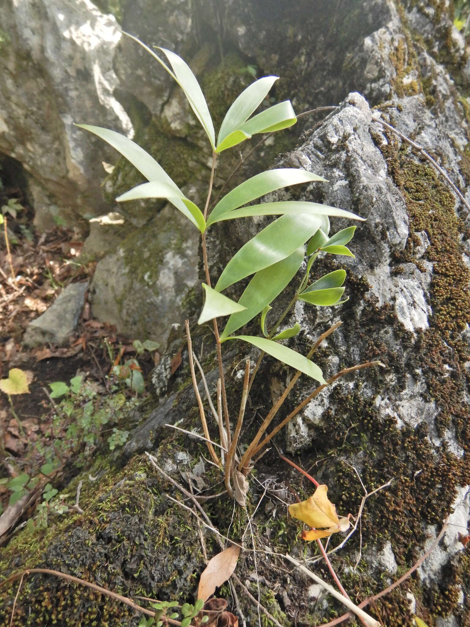 Image of Bamboo Cycad