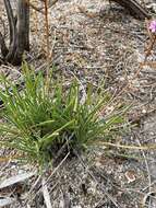 Image of Stylidium torticarpum A. Lowrie & K. F. Kenneally