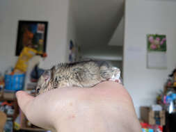 Image of Big-eared Woodrat