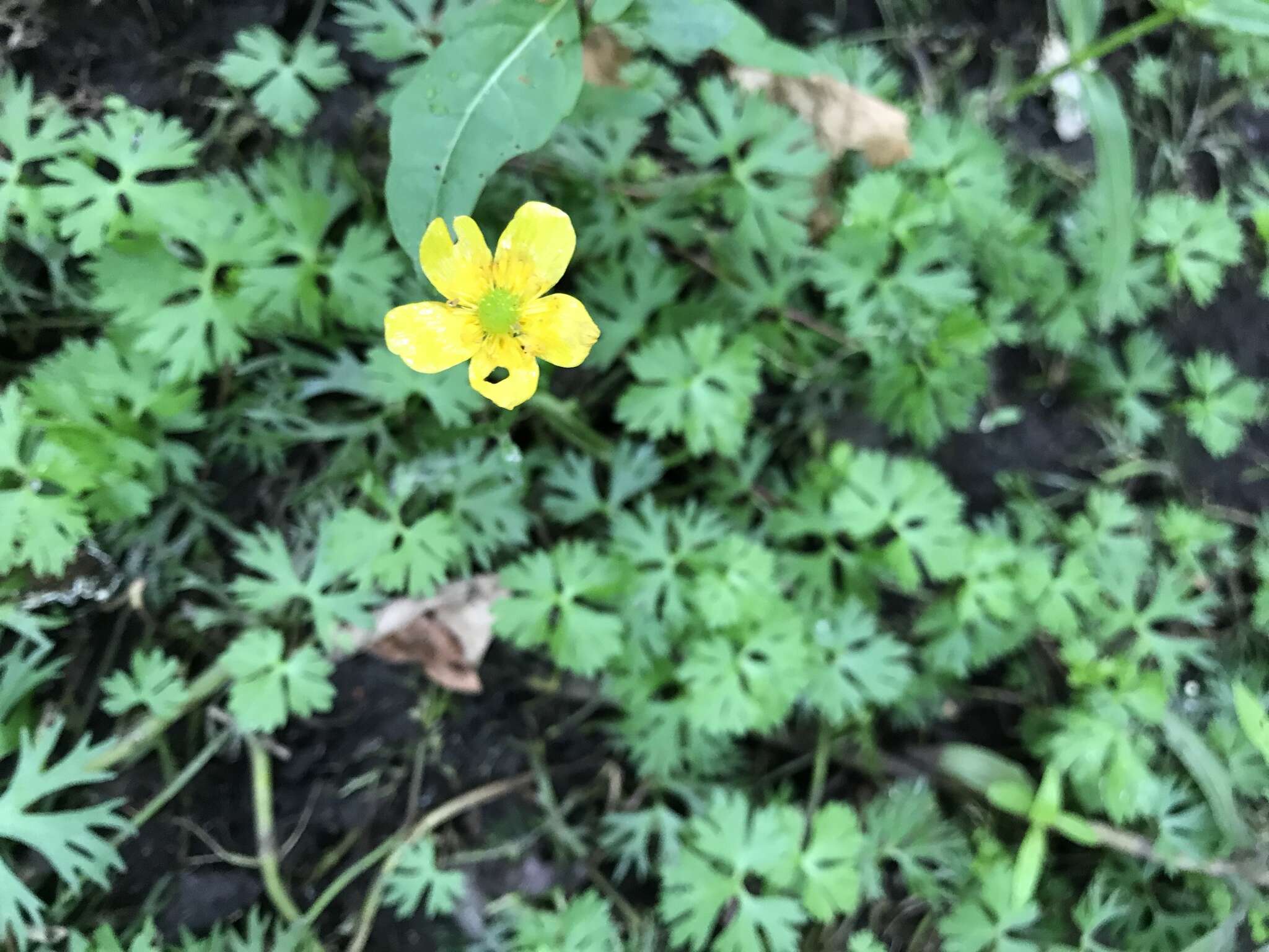 Image of yellow water buttercup