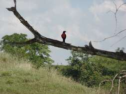 Leistes militaris (Linnaeus 1758) resmi