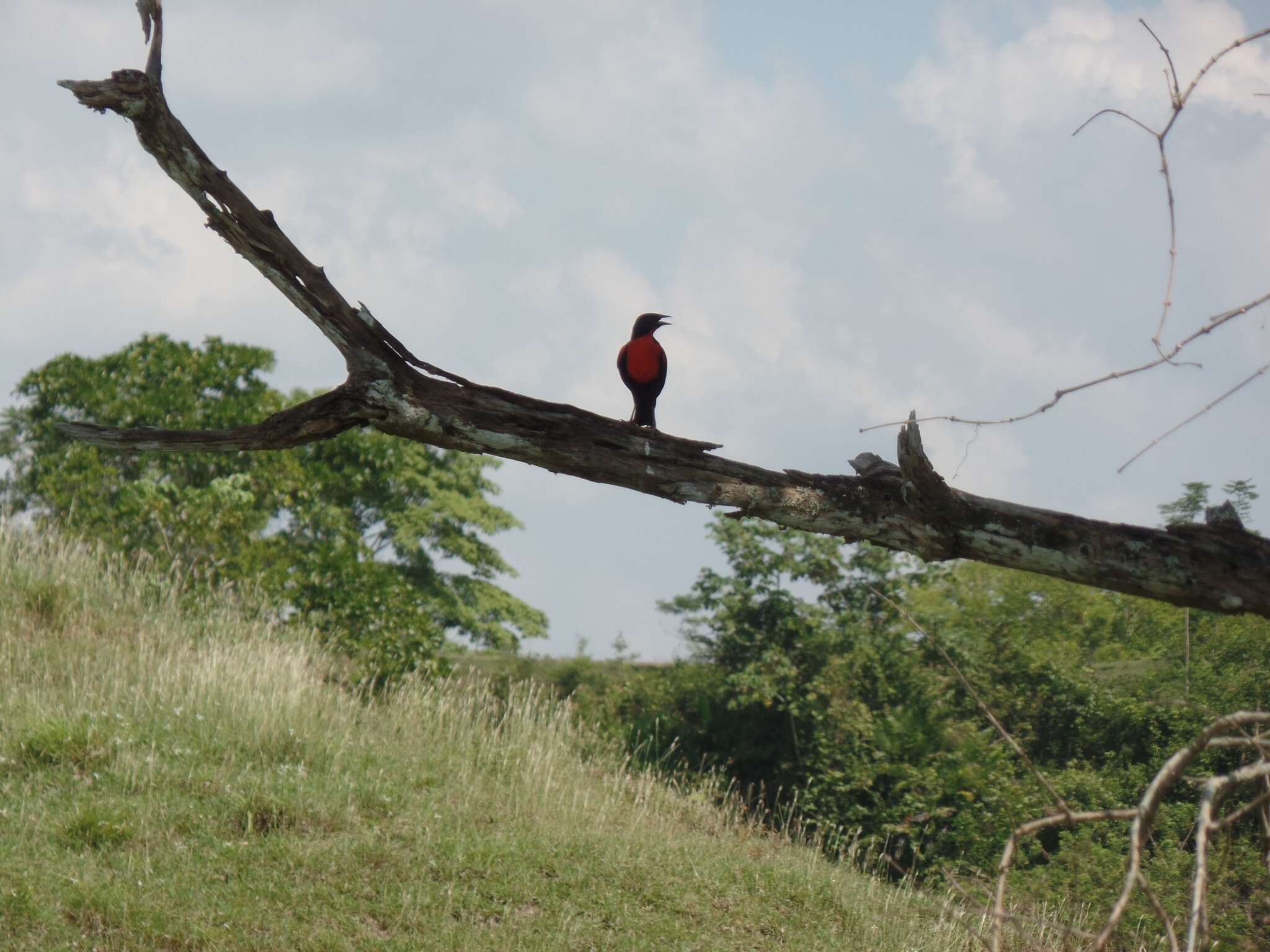 Image of Red-breasted Blackbird