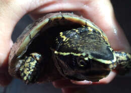 Image of Common Musk Turtle