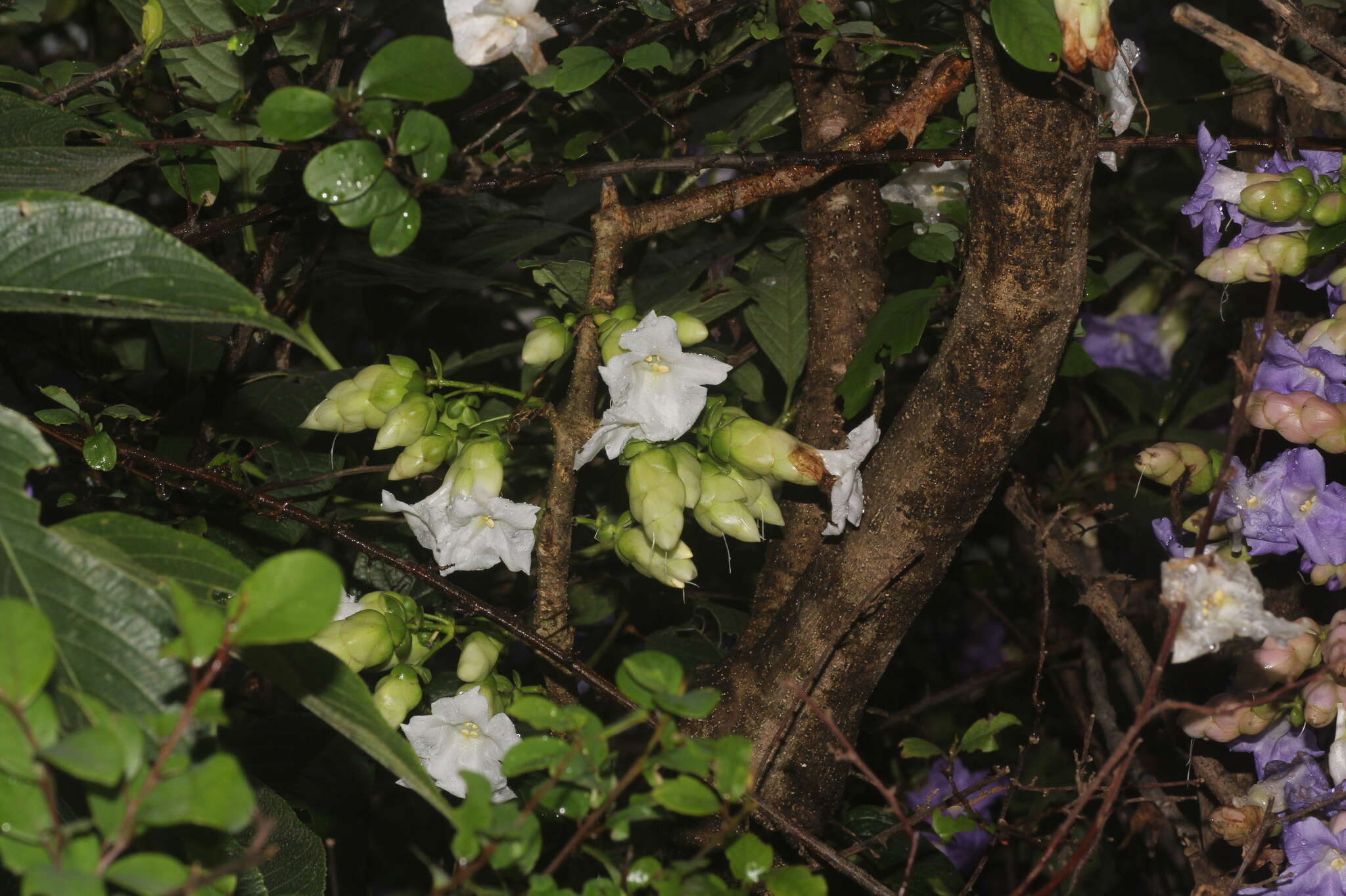 Image of Strobilanthes callosa Wall. ex Nees