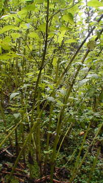 Image de Salvia concolor Lamb. ex Benth.