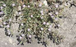 Image of sticky sandspurry