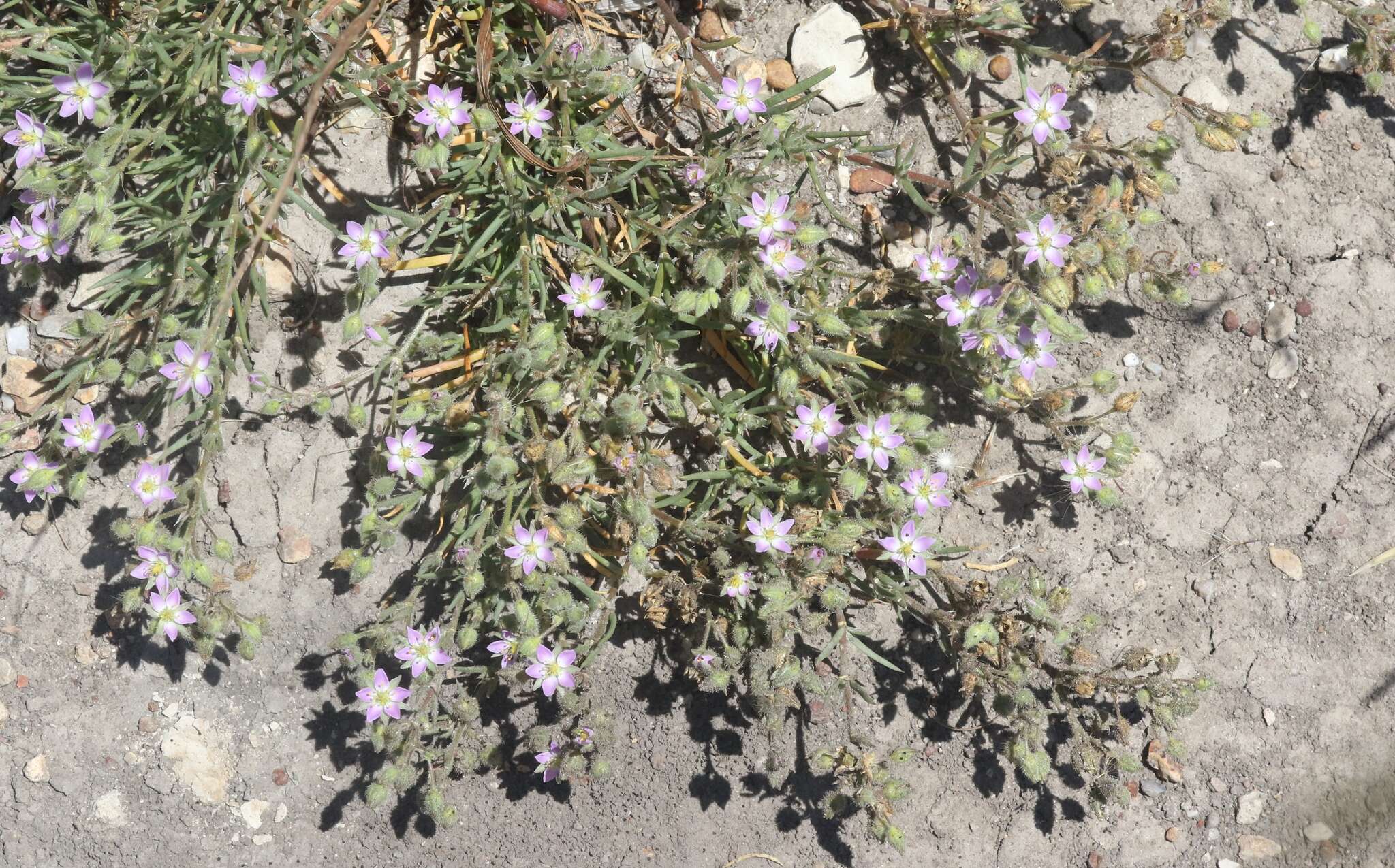 Image of sticky sandspurry