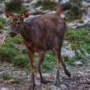 Слика од Rusa unicolor dejeani de Pousargues 1896