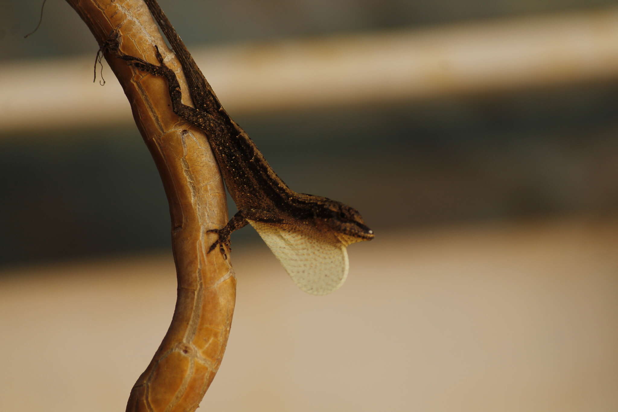 Image of White Anole