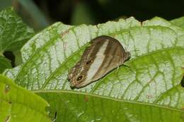 Imagem de Euptychoides albofasciata Hewitson 1869